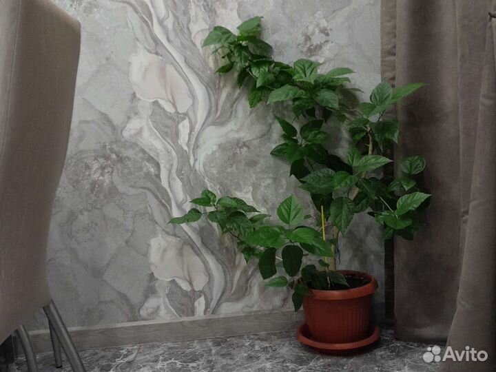 Гибискус китайская роза