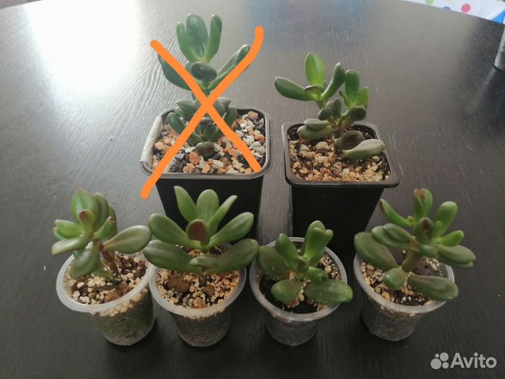Суккуленты