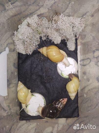 Улитки ахатины