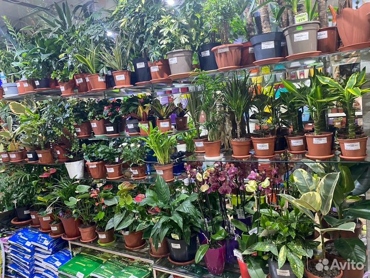 Комнатные цветы