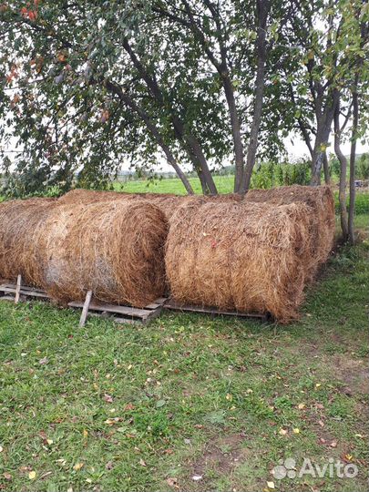 Сено люцерны