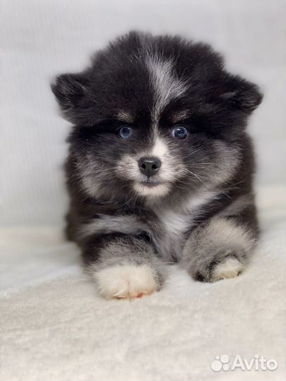 Микро/ нано/ Помски/Померанский хаски/микро хаски