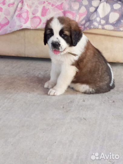 Московская сторожевая