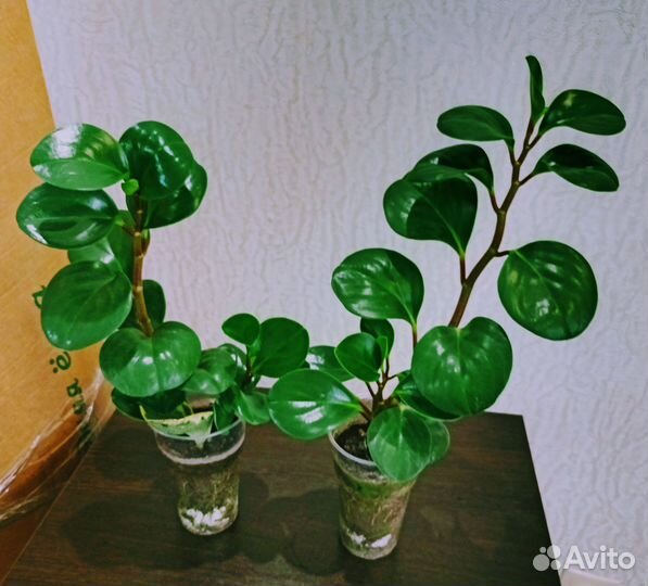 Домашние растения.калатея эухарис фикус фил