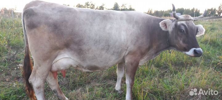 Корова высокоудойная молочная, швицкой породы