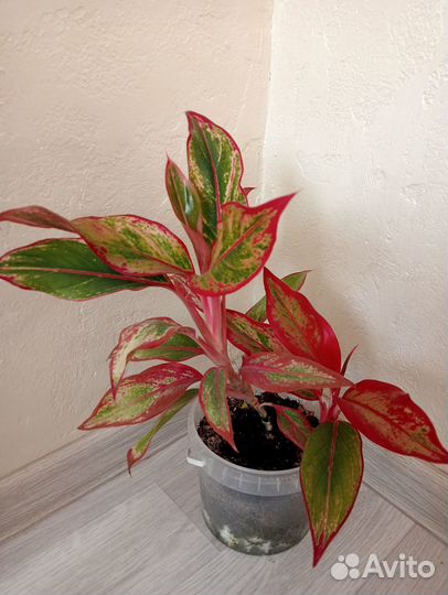 Аглаонема Крит