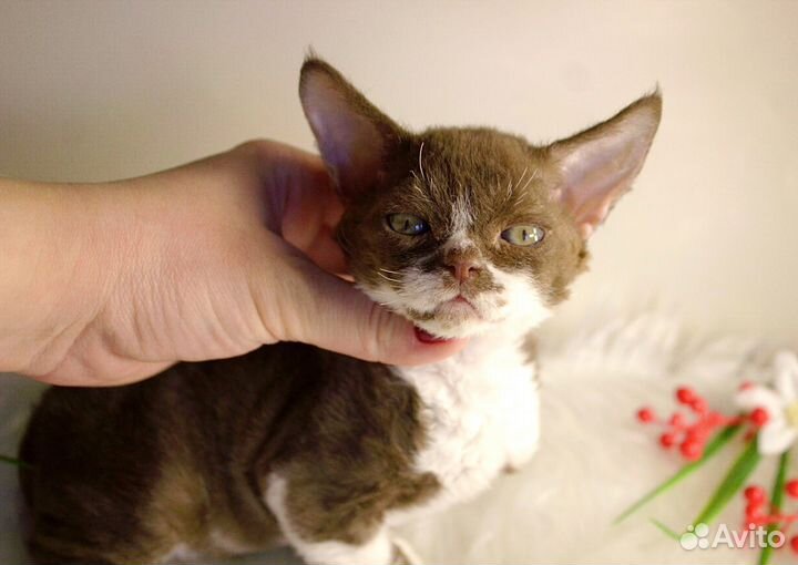 Девонята мальчики