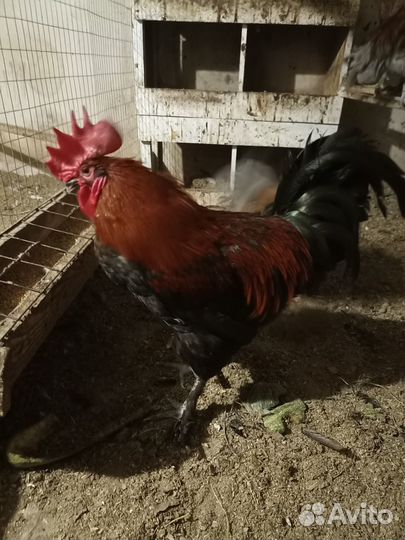 Цыплята. Куры. Петухи