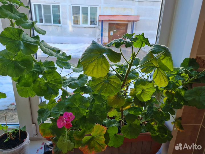 Пеларгония герань