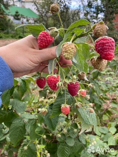 Саженцы ремонтантной малины