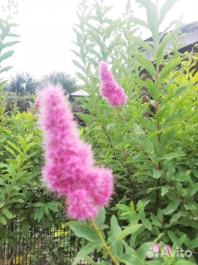 Спирея иволистная