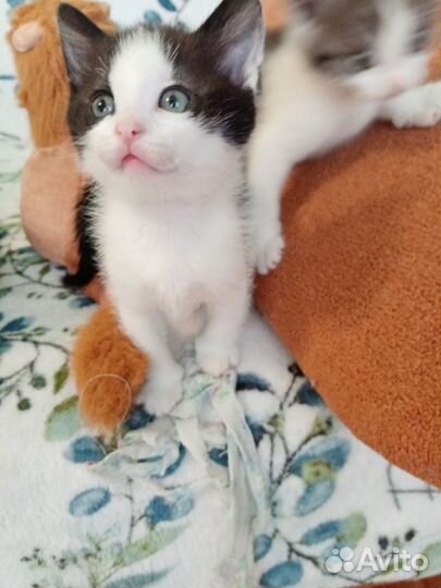 Кошка в дар