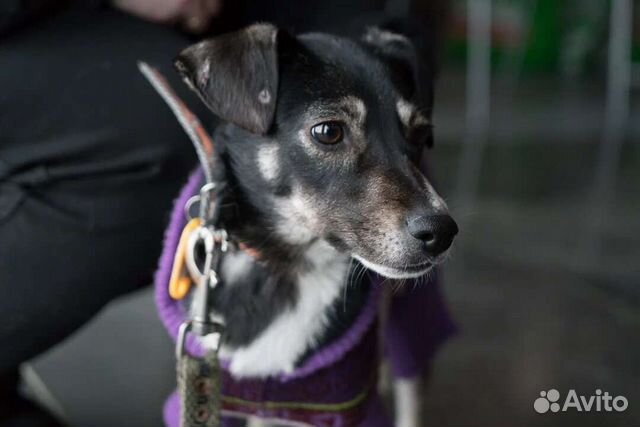 Маленькая собака Герти