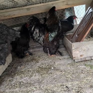 Инкубационное яйцо