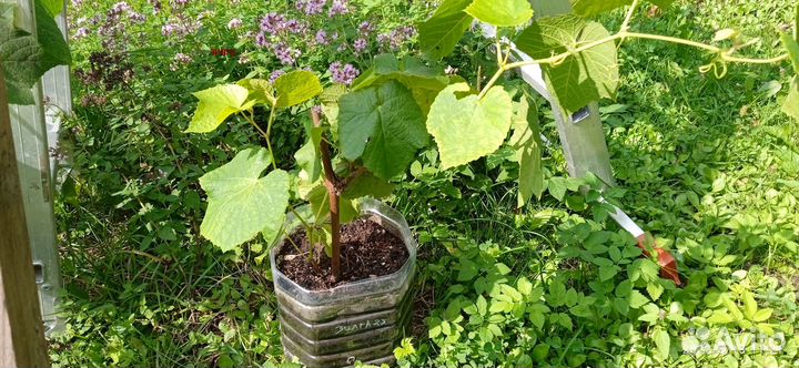 Саженцы винограда