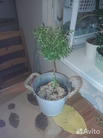 Мирт,фикус,гранат,пальма