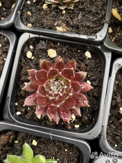 Молодило (Sempervivum)