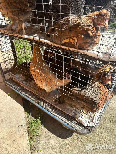 Куры несушки молодые, Не старьё под видом 8-9 мес