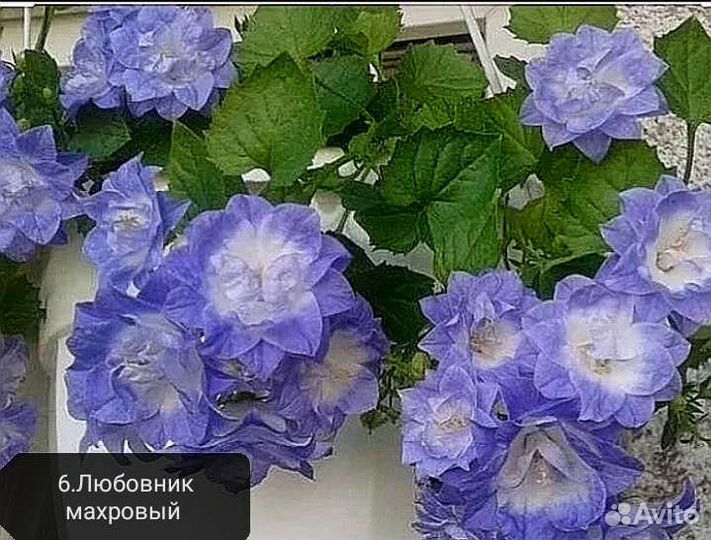 Кампанула жених и невеста