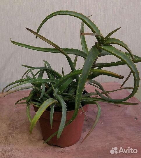 Суккуленты и кактусы