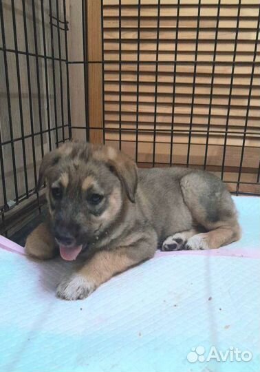 Щенок овчарки в дар
