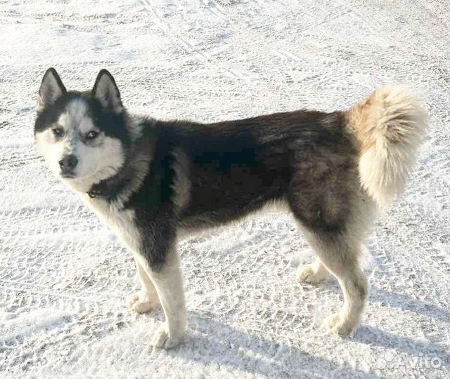 Сибирский хаски