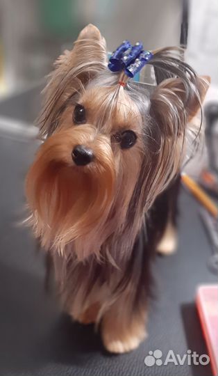 Йоркширский терьер, кобель для вязок