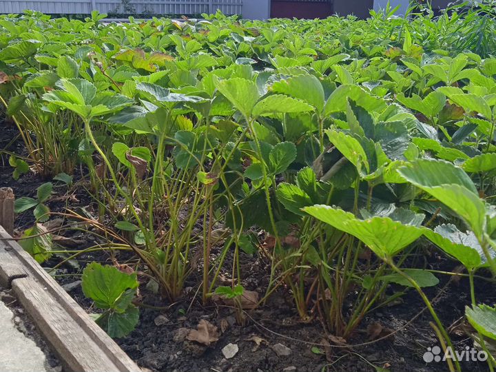 Рассада ремонтантной клубники