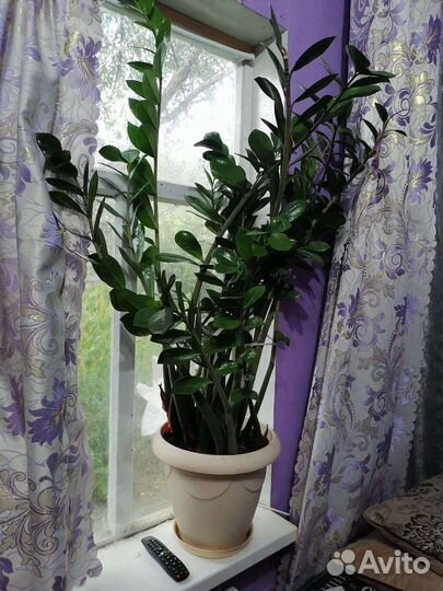 Замиокулькас