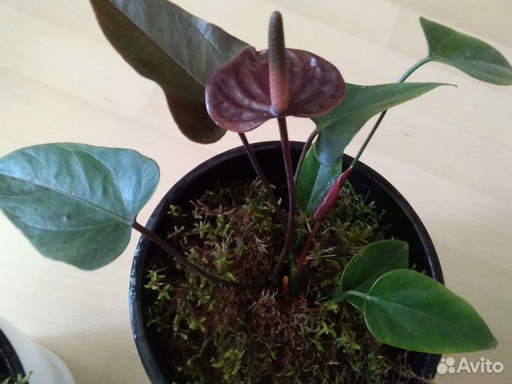 Шефлера, антуриум, фикусы