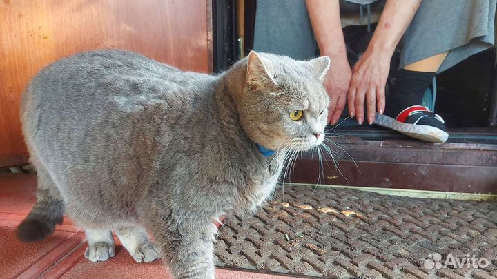Кот британский