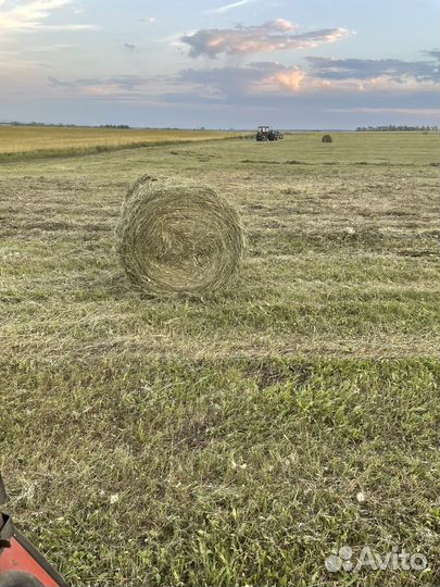 Продам сено в рулонах