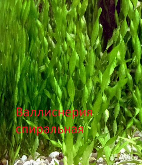 Аквариумные растения