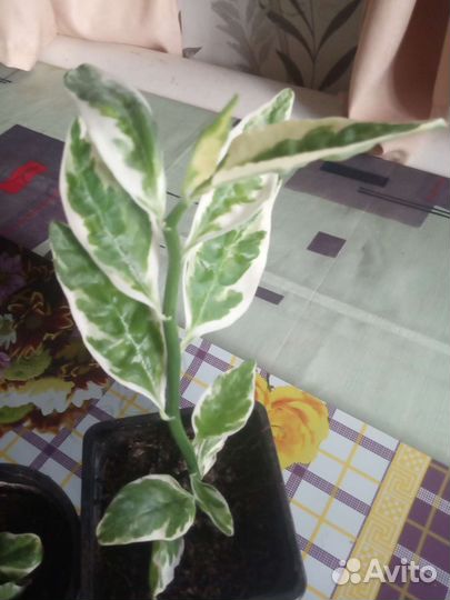 Педилантус и другие комнатные растения