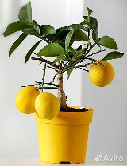 Домашний лимон