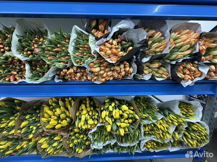 Тюльпаны к 8 марта