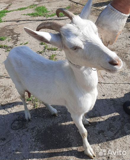 Коза дойная