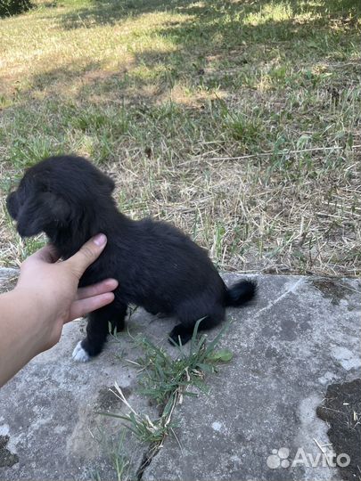 Щенок в добрые руки бесплатно мальчик