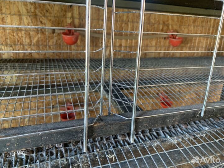 Клетка для перепелов и кур (переносная)