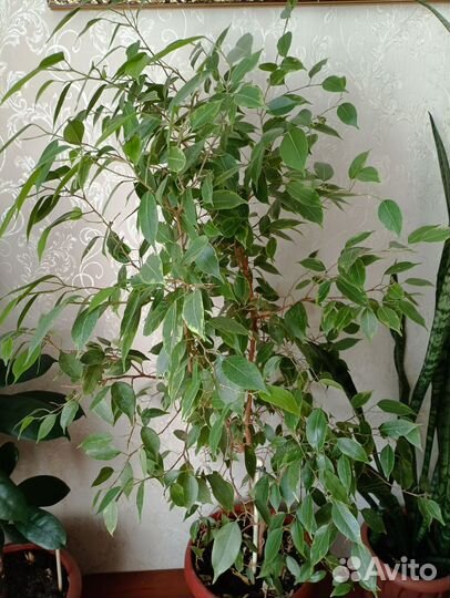Фикус бенджамина