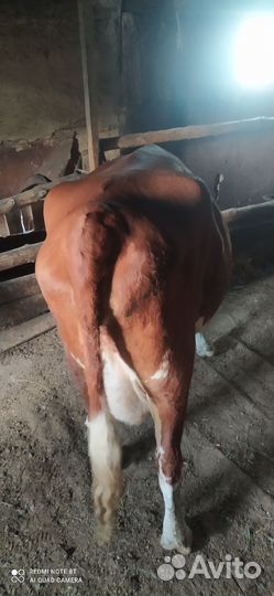 Коровы и телята