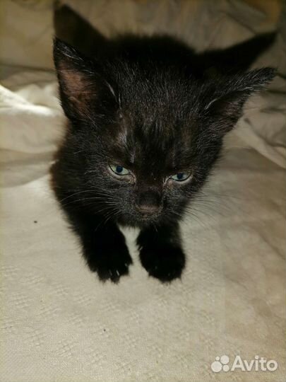 Котенок