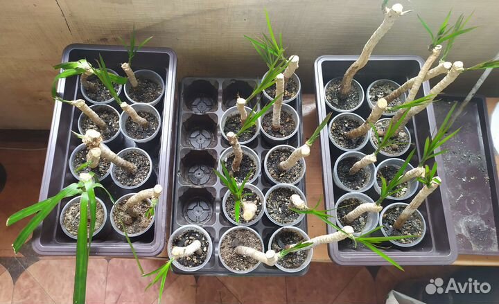 Комнатные цветы драцена