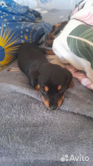 Продам щенков таксят