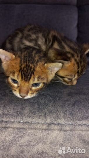 Бенгальские котята с документами