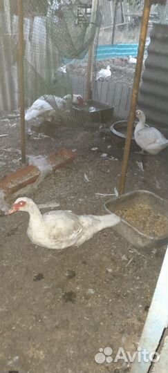 Индоути Франция на племя