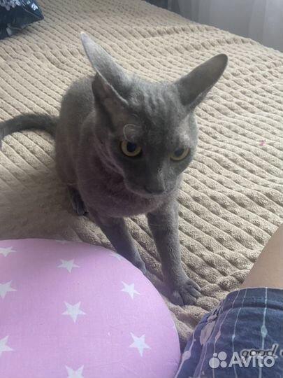 Котята сфинкс браш