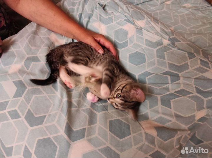 Котёнок в добрые руки Бесплатно