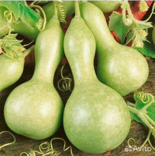 Семена Лагенарий