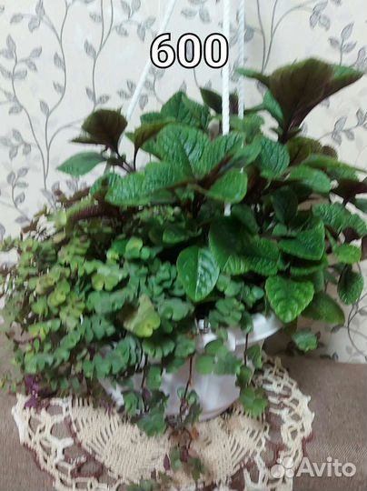 Комнатные растения